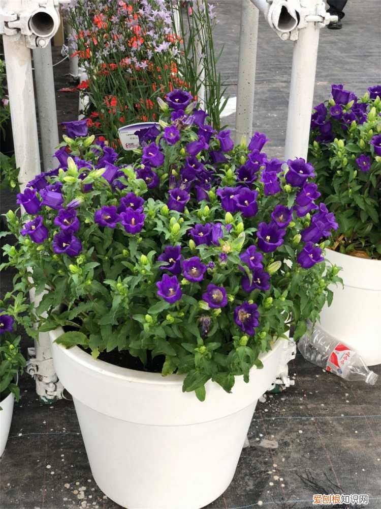 风铃花多长时间浇水 风铃草浇水的时间/方法/水量/频率