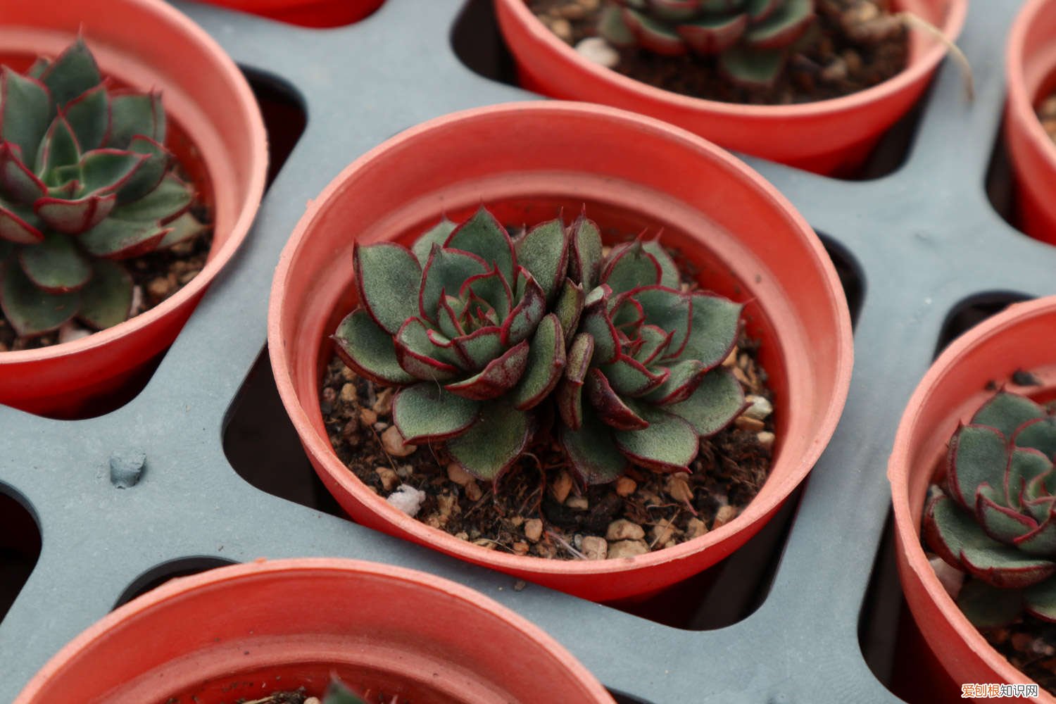 多肉植物无土栽培技术 多肉怎么无土栽培
