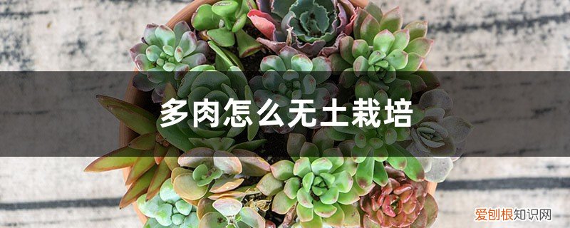 多肉植物无土栽培技术 多肉怎么无土栽培