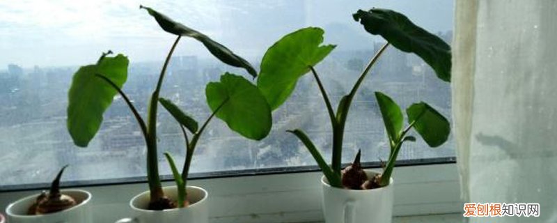 水培植物长高了怎么办 水培植物养大后怎么办