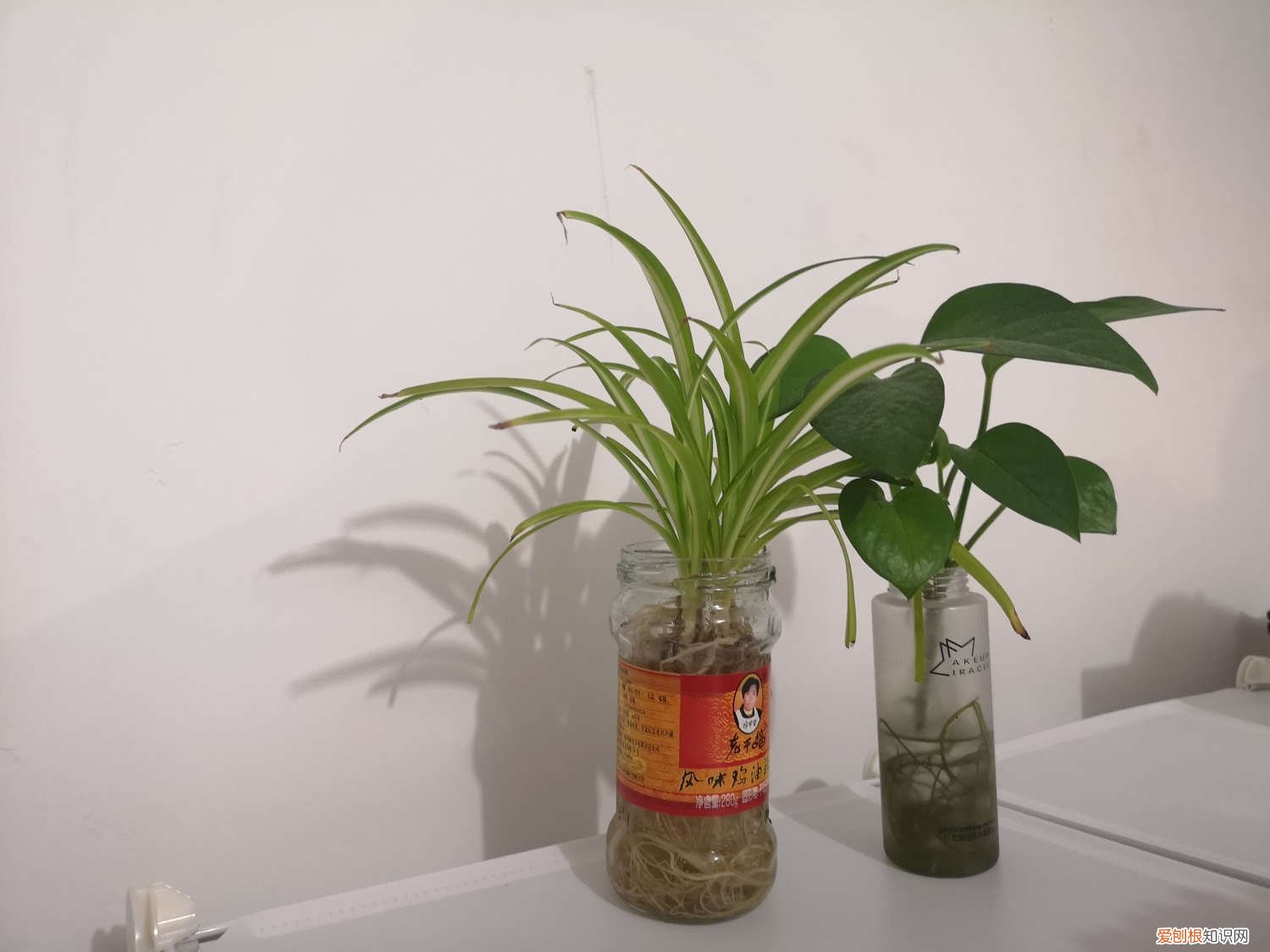 水培植物长高了怎么办 水培植物养大后怎么办