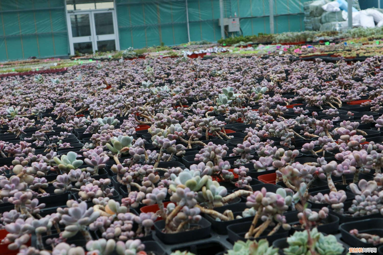 桃蛋砍杆子 桃蛋砍头的方法