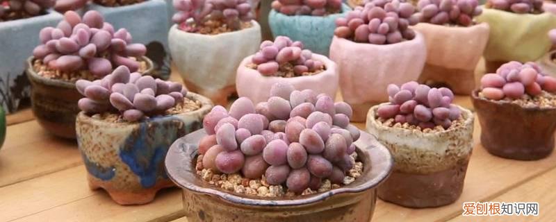 桃蛋砍杆子 桃蛋砍头的方法