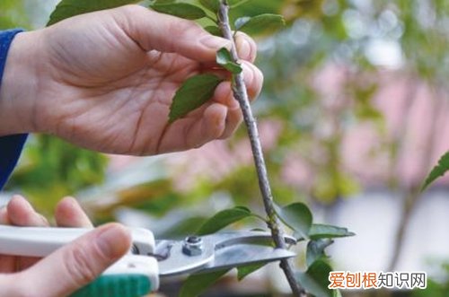 图 扶桑花的修剪方法 扶桑花怎么修剪