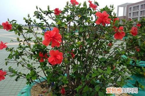 图 扶桑花的修剪方法 扶桑花怎么修剪