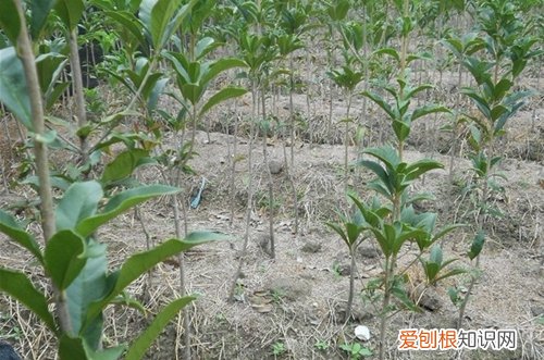 图 桂花树什么时候发芽 桂花树不发芽怎么办