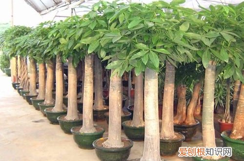图 发财树剪枝怎么剪 发财树剪枝后处理方法