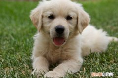 金毛犬换毛期 小金毛换毛前后对比