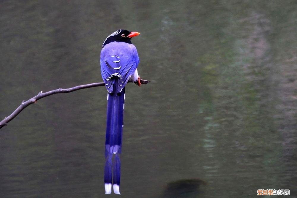 红嘴蓝鹊吃什么,红嘴蓝鹊吃什么的