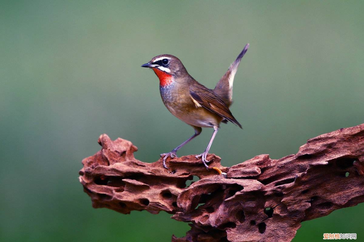 红靛颏鸟用什么洗澡,养靛颏鸟的注意事项