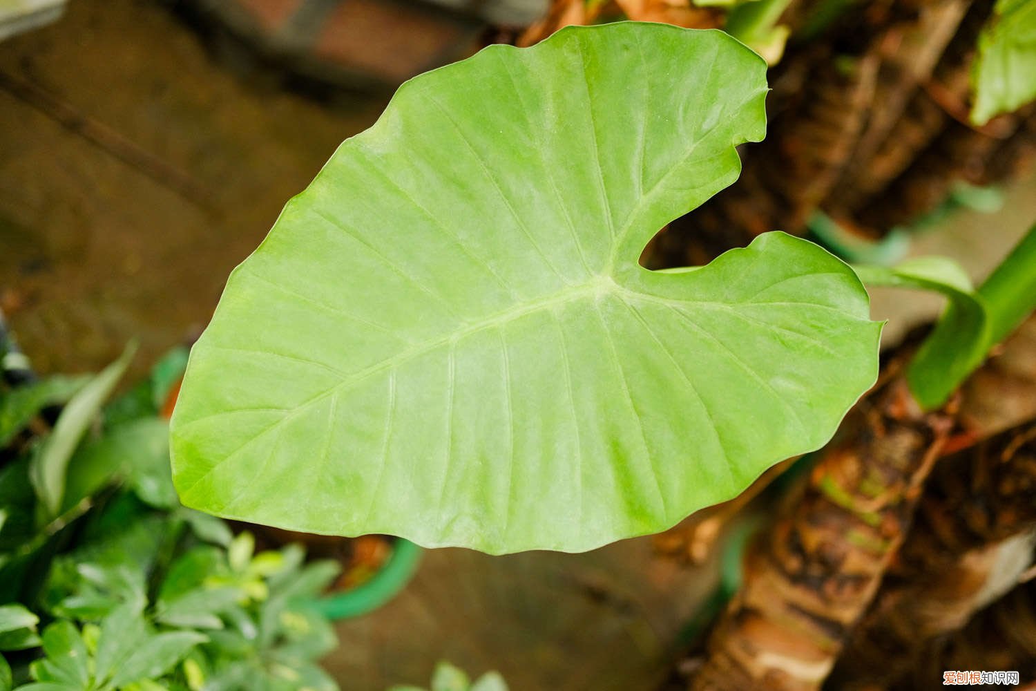 滴水观音可以把头剁掉吗 滴水观音砍头方法