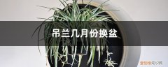 吊兰啥时候换盆 吊兰几月份换盆