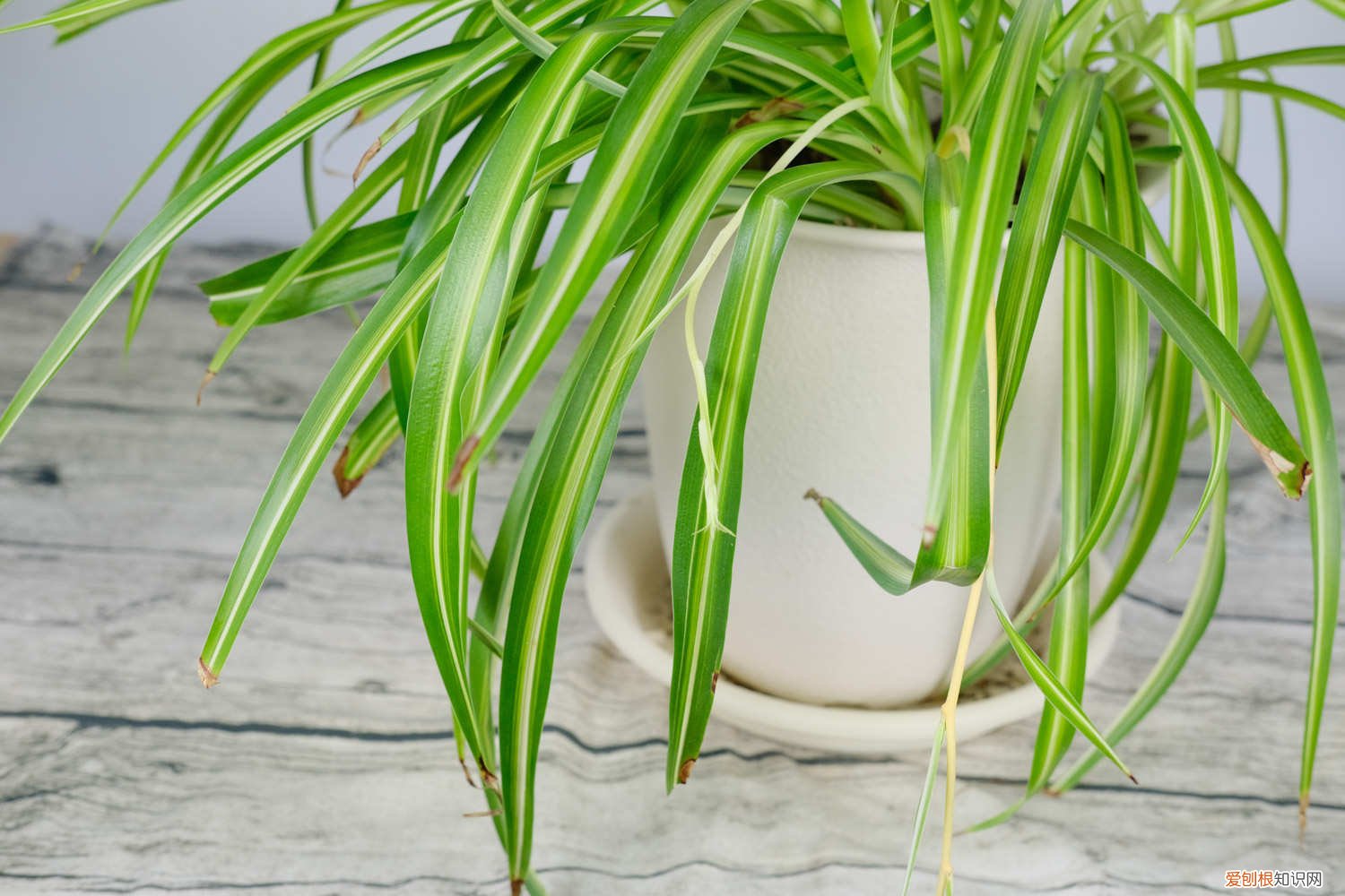 吊兰啥时候换盆 吊兰几月份换盆