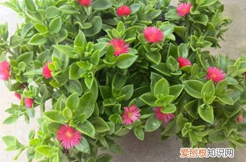 图 牡丹吊兰什么时候开花 牡丹吊兰的养殖方法和注意事项