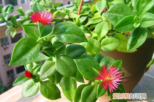 图 牡丹吊兰什么时候开花 牡丹吊兰的养殖方法和注意事项