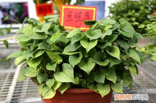 图 家里鱼腥草种植方法 鱼腥草家里怎么种