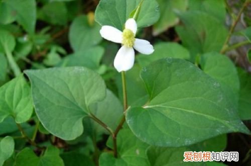 图 家里鱼腥草种植方法 鱼腥草家里怎么种