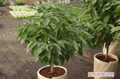 图 平安树的繁殖方法 平安树怎样繁殖快