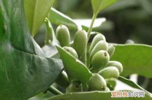 图 平安树的繁殖方法 平安树怎样繁殖快