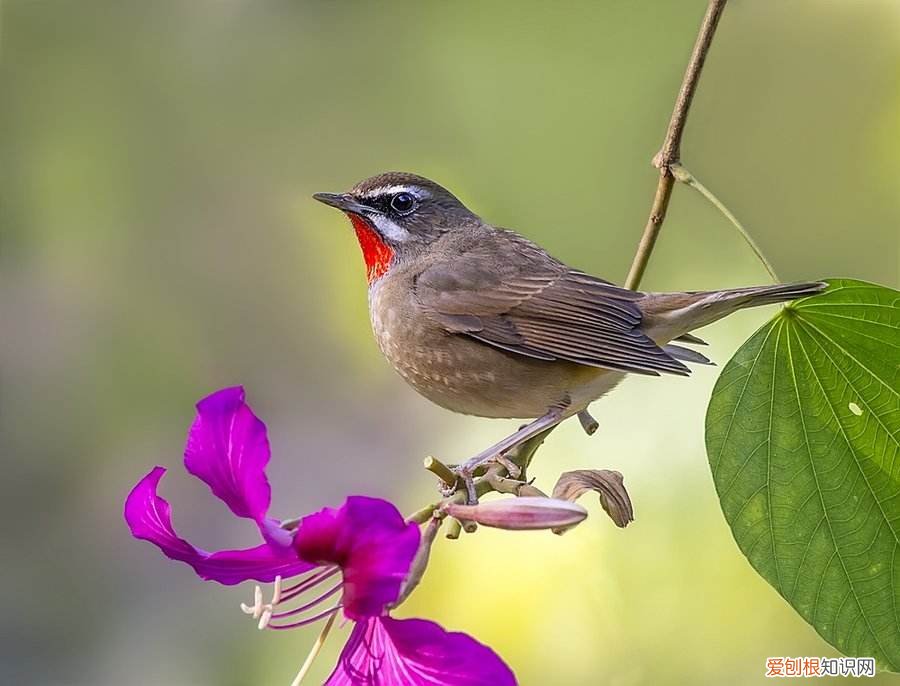 红靛颏鸟需要遛吗,红靛颏鸟吧