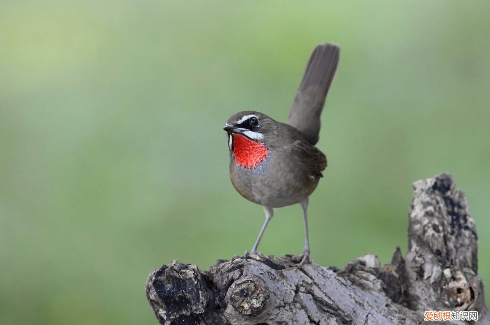 红靛颏鸟什么时候换毛,蓝靛颏鸟几月份退毛