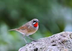 红靛颏鸟的训养，靛颏鸟如何驯养