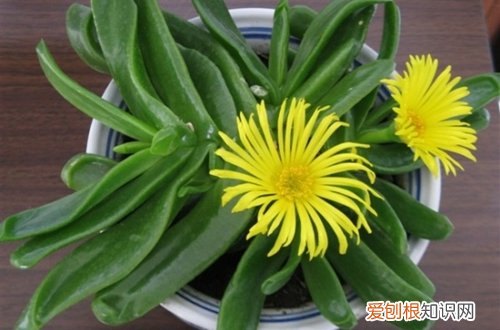 图 佛手掌花期 佛手掌的养殖方法和注意事项