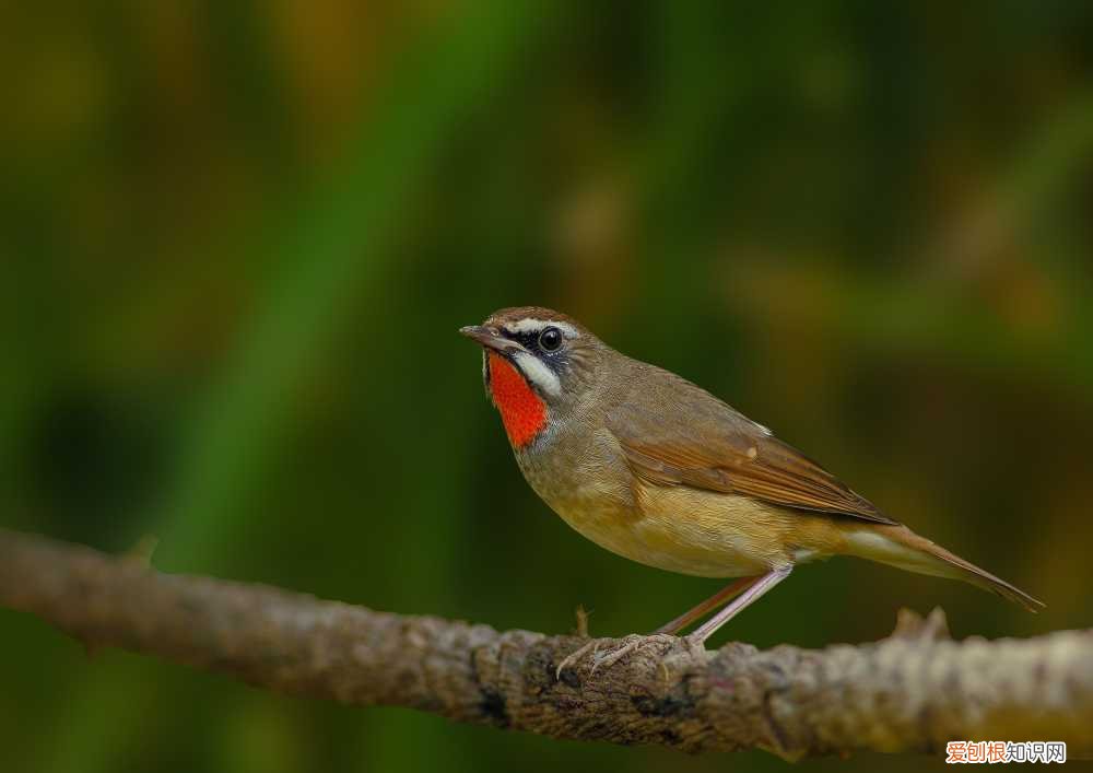 红靛颏老鸟跟小鸟区别，靛颏鸟怎么看老鸟小鸟