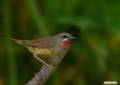 红靛颏什么时候繁殖，靛颏在哪里繁殖