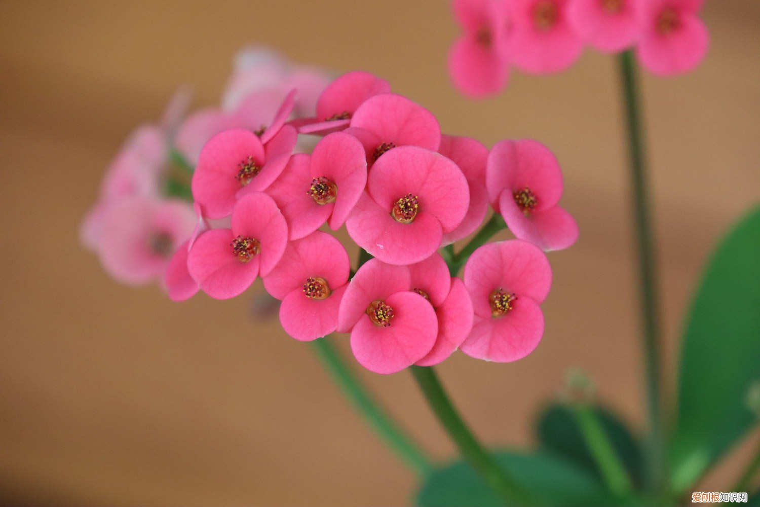 虎刺梅用什么土养最好 虎刺梅用什么土