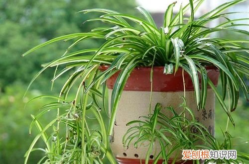 图 金边吊兰怎么养 金边吊兰的养殖方法和注意事项