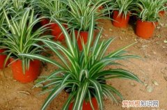 图 金边吊兰怎么养 金边吊兰的养殖方法和注意事项