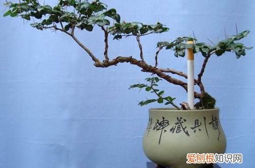 图 小叶虎刺怎么养 小叶虎刺的养殖方法和注意事项