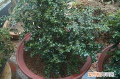 图 小叶虎刺怎么养 小叶虎刺的养殖方法和注意事项