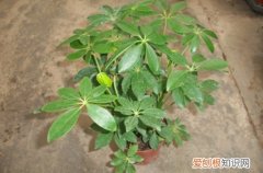 图 鸭掌木不长新叶子什么原因 鸭掌木不长新叶子怎么办