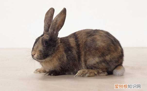 塞北兔就是野兔吗，塞北兔怎么看纯不纯