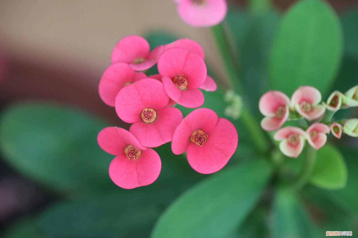 虎刺梅怎么爆盆视频 虎刺梅怎么爆盆