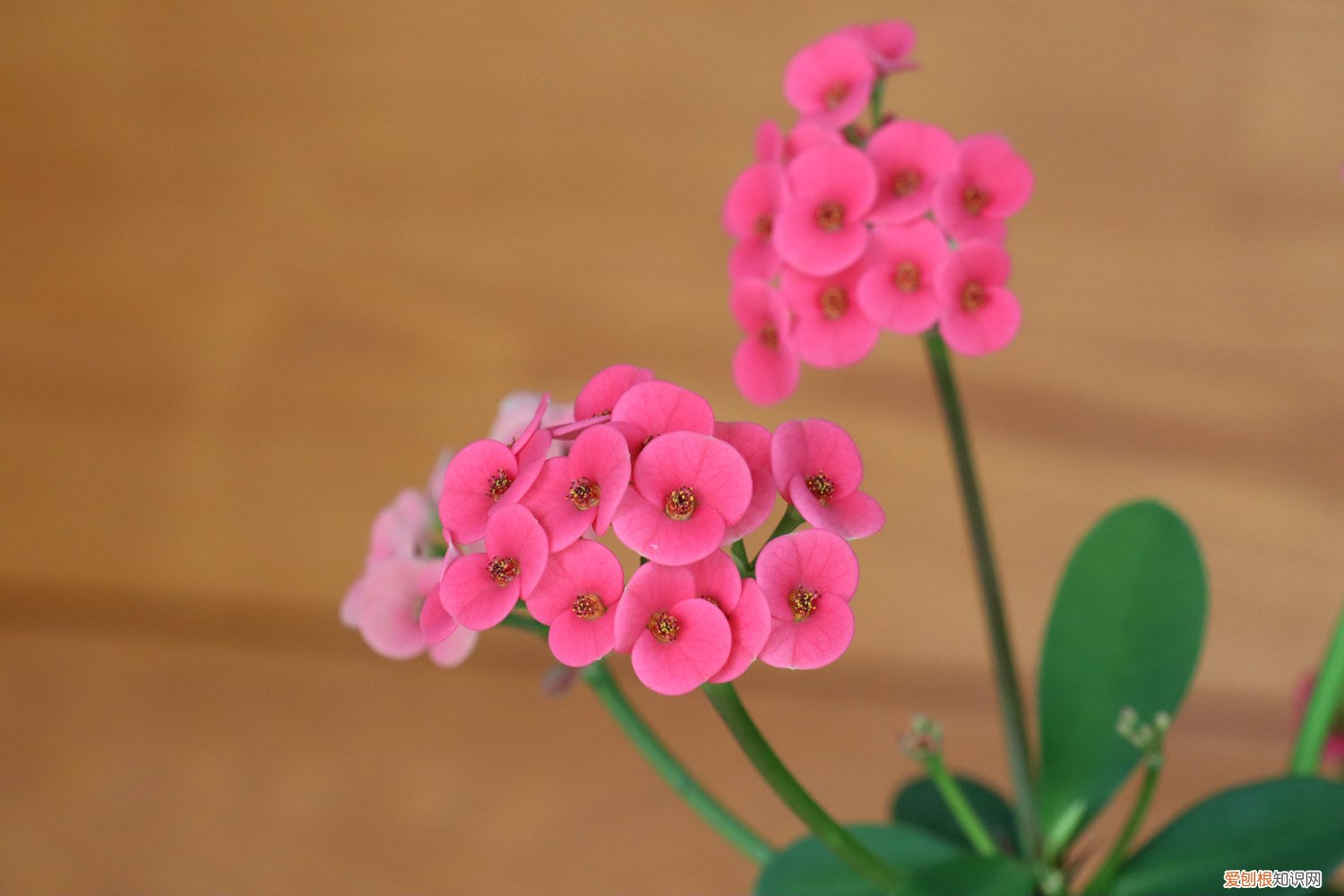 虎刺梅施肥方法视频 虎刺梅施肥方法