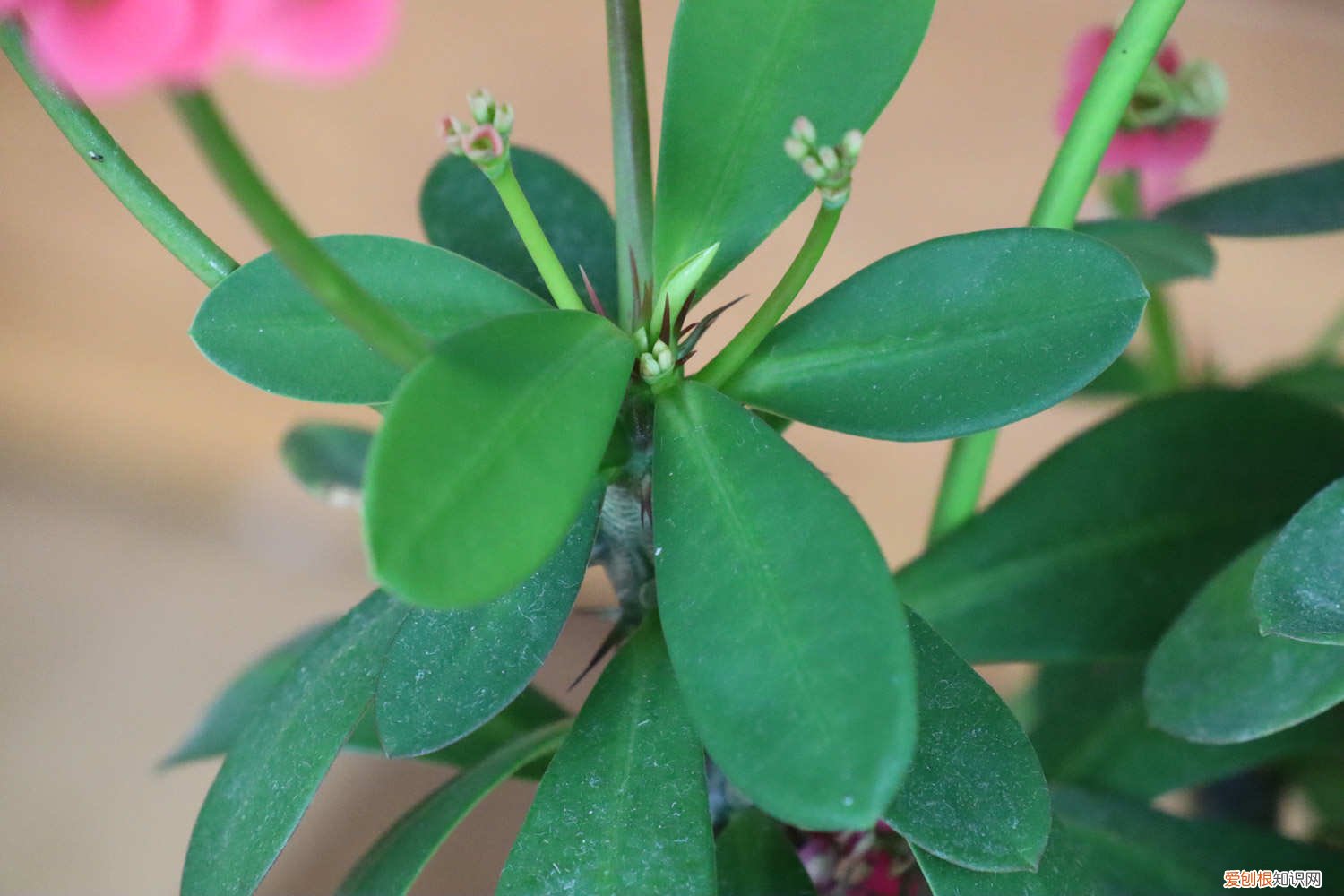 虎刺梅怎样剪枝 虎刺梅砍头方法