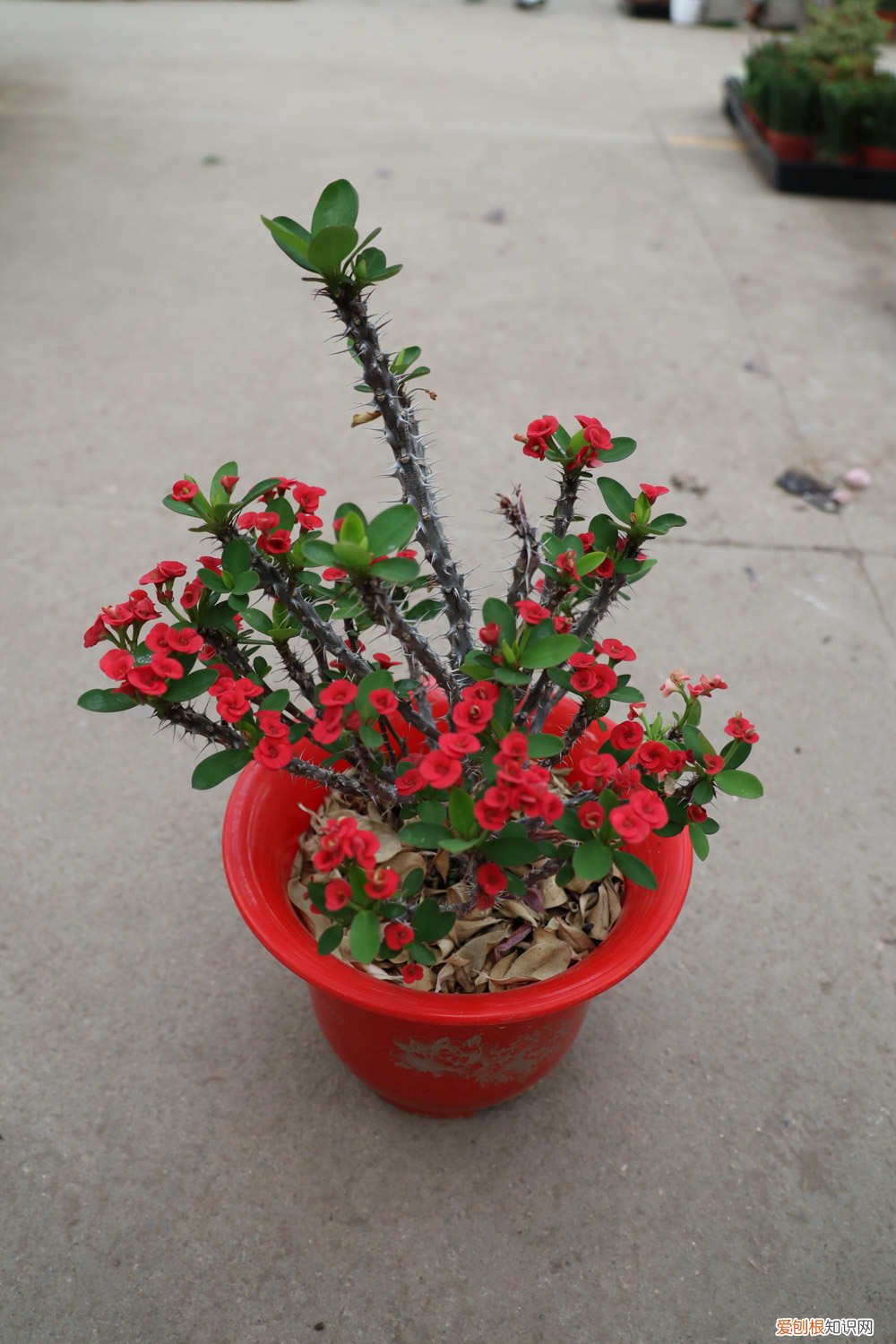 虎刺梅多久浇一次水,怎么浇 虎刺梅浇水过多怎么办