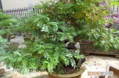 图 清香木叶子下垂的原因是什么 清香木叶子发黄掉叶子怎么办