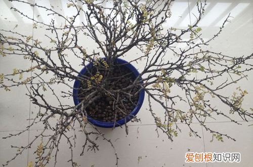 图 清香木叶子下垂的原因是什么 清香木叶子发黄掉叶子怎么办