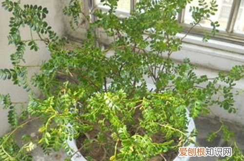 图 清香木叶子下垂的原因是什么 清香木叶子发黄掉叶子怎么办