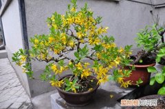 图 假连翘怎么养 假连翘的养殖方法和注意事项