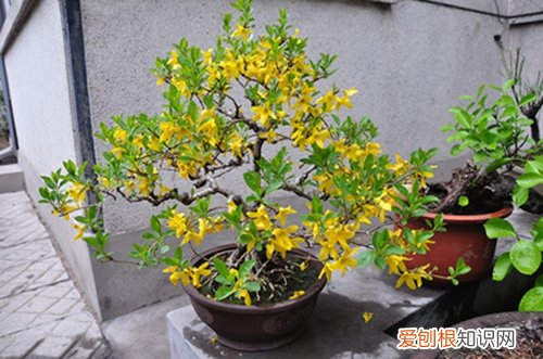 图 假连翘怎么养 假连翘的养殖方法和注意事项