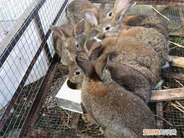 塞北兔能长多大，塞兔子长什么样