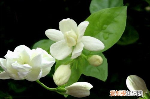 图 如何让茉莉多开花 怎么使茉莉多开花的方法