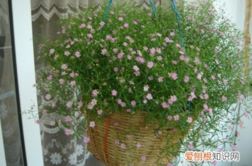 图 满天星叶子发黄是怎么回事 满天星枯萎怎么办