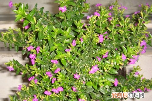 图 满天星叶子发黄是怎么回事 满天星枯萎怎么办