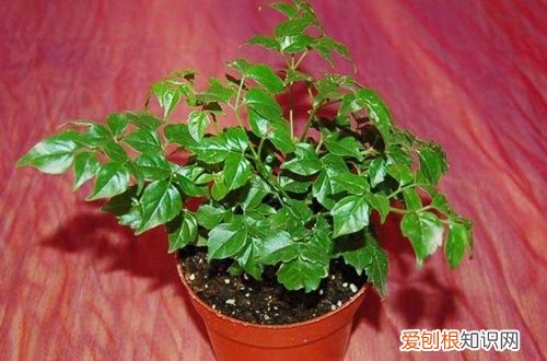 图 幸福树的枝条下垂是怎么回事 幸福树枝条下垂怎么办